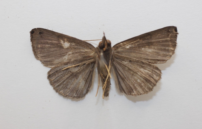 Figura 2. Adulto de <i>Hypena</i> zarabenaDHJ01 (macho), vista ventral. (19-SRNP-41330-DHJ960035).