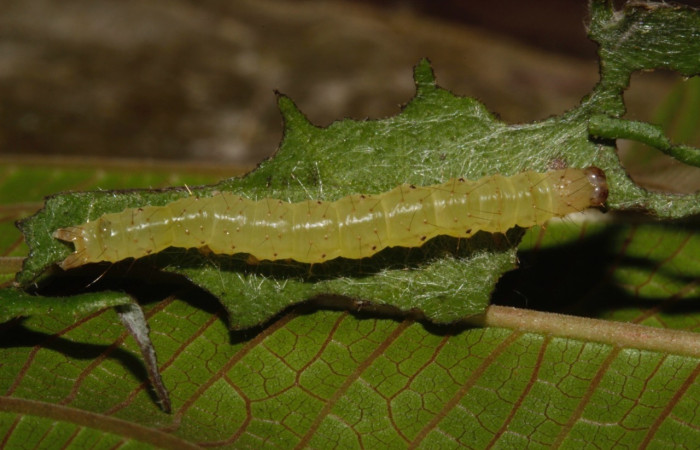 Figura 8. Larva <i>Hypena zarabena</i>, Erebidae, vista dorsal. (21-SRNP-31853-DHJ787972).