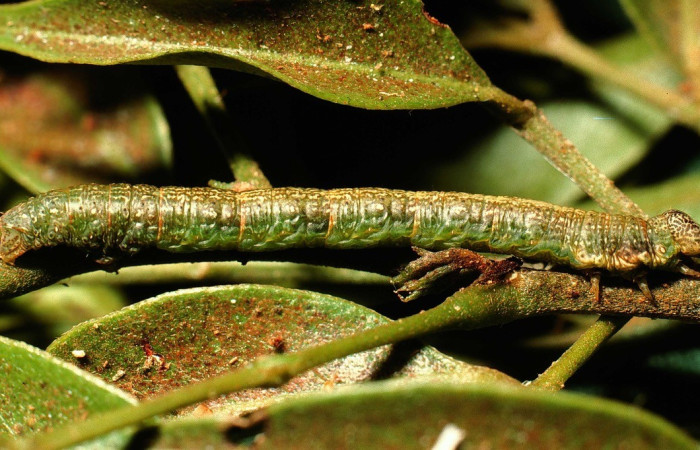 Fig. 1. Larva de <i>Macaria ostia</i> (Geometridae) vista lateral, alimentándose de <i>Inga punctata</i> (Fabaceae). Voucher: 02-SRNP-8630-DHJ66527.jpg