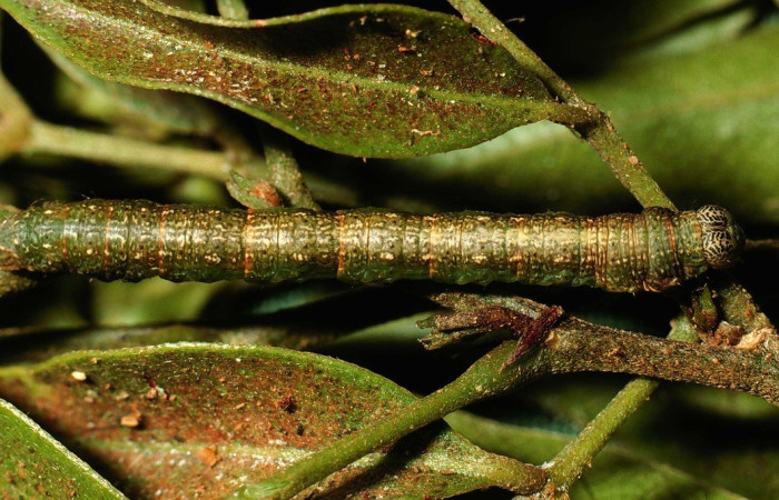 Fig. 2. Vista dorsal de <i>Macaria ostia</i> (Geometridae), en su planta hospedera. Voucher: 02-SRNP-8630-DHJ66529.jpg