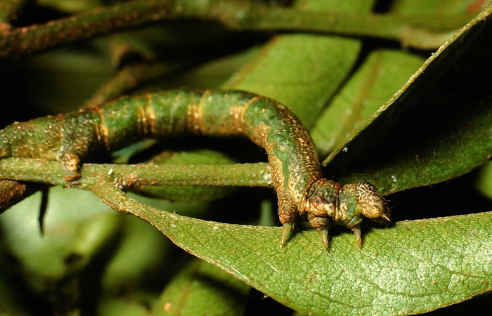 Fig. 3. Vista lateral de las propatas, <i>Macaria ostia</i> (Geometridae) su color verdoso mezclado con café, lo hacen poco visible para los depredadores. Voucher: 02-SRNP-8630-DHJ66532.jpg