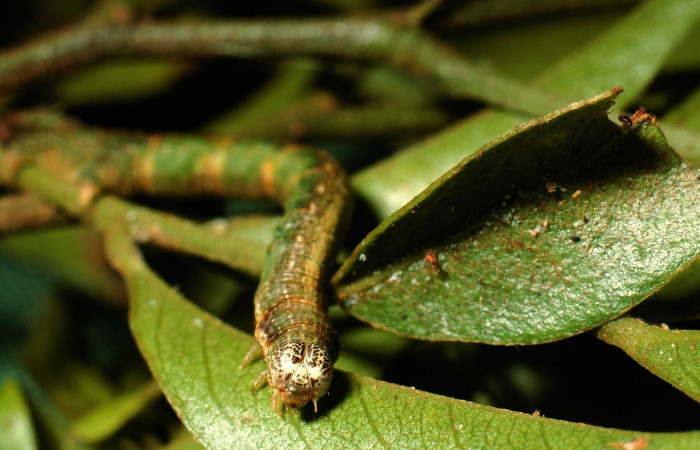 Fig. 4. Vista de la cabeza de <i>Macaria ostia</i> (Geometridae), en planta hospedera. Voucher: 02-SRNP-8630-DHJ66533.jpg