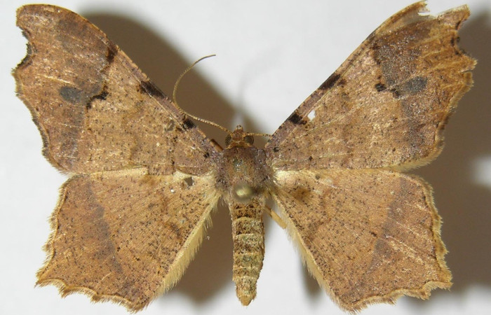 Fig. 17. Vista dorsal de adulto macho de <i>Macaria ostia</i>, (Geometridae). Voucher: 09-SRNP-35541-DHJ506174
