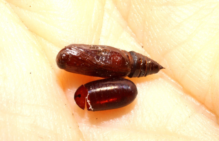 Fig. 16. Exubia de la familia Tachinidae (moscas), parásito <i>Hyphantrophaga virilis</i>, en pupa de <i>Macaria pernicata</i> (Geometridae). Voucher: 09-SRNP-35935-DHJ470105.jpg