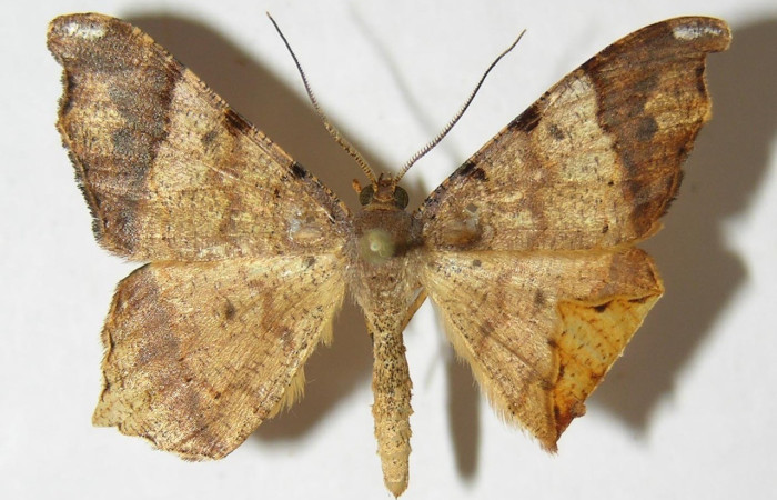 Fig. 19. Vista dorsal de adulto hembra de <i>Macaria ostia</i> (Geometridae). Voucher: 09-SRNP-36501-DHJ514234.