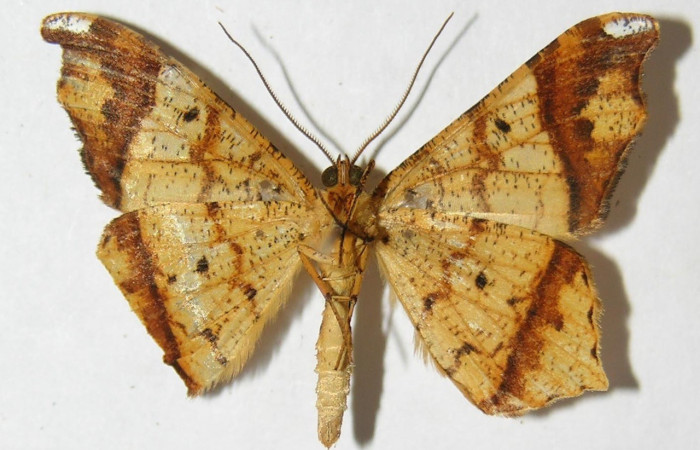 Fig. 20. Vista ventral de adulto hembra de <i>Macaria ostia</i> (Geometridae). Voucher: 09-SRNP-36501-DHJ514235.