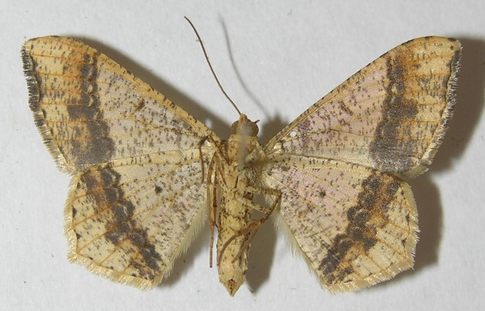 Fig.22. Vista ventral de adulto de <i>Macaria nundinata</i>, (Geometridae). Voucher: 10-SRNP-13411-DHJ540857