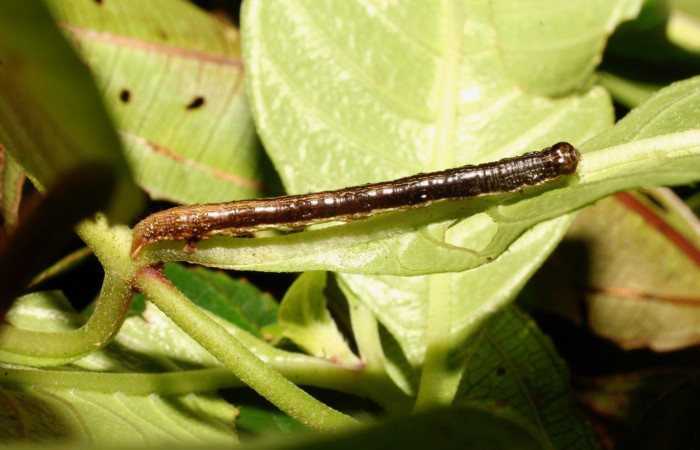 Fig. 13. Larva <i>Macaria pernicata</i> (Geometridae), vista lateral. Voucher: 10-SRNP-36242-DHJ477705.jpg