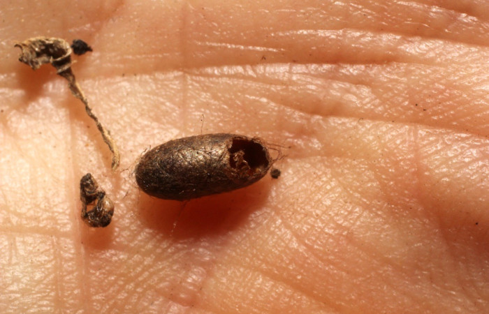 Fig. 15. Exubia de Ichneumonidae <i>Microcharops</i> tibialisDHJ04 en <i>Macaria pernicata</i> (Geometridae), . Voucher: 10-SRNP-36245-DHJ800178.jpg