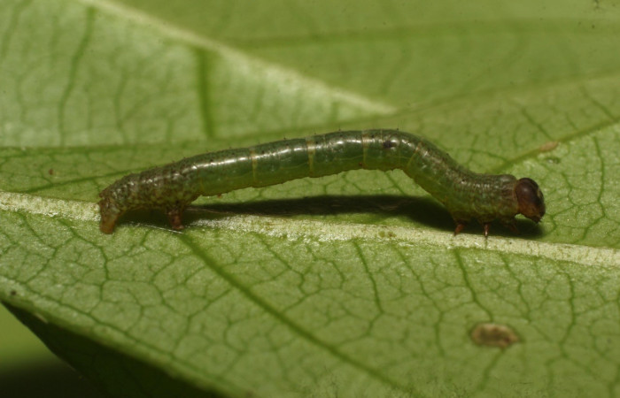 Fig. 6. Larva de <i>Macaria ostia</i> (Geometridae), en tercer estadio. Su coloración cambia conforme pasa el tiempo se vuelve oscuro para ocultarse de los depredadores. Voucher: 22-SRNP-35683-DHJ793141.jpg
