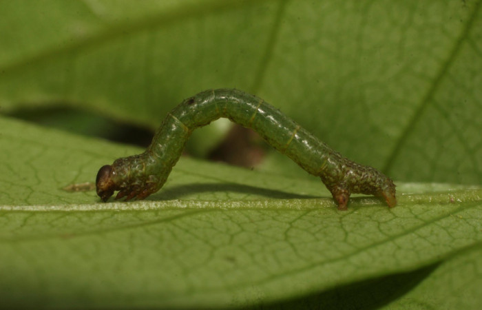 Fig. 9. Larva de <i>Macaria ostia</i> (Geometridae), en tercer estadio. Imagen de lateral. Voucher: 22-SRNP-35683-DHJ793144.jpg