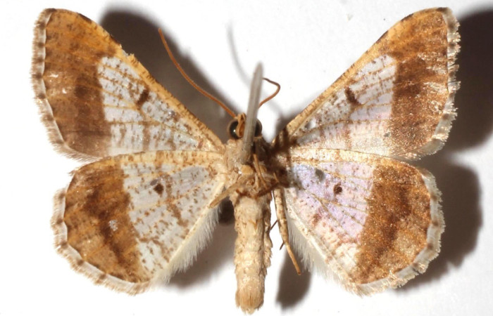 Fig.24. Vista ventral de adulto de <i>Macaria nundinata</i>, (Geometridae). Voucher: 90-SRNP-1751.12-DHJ928609.jpg
