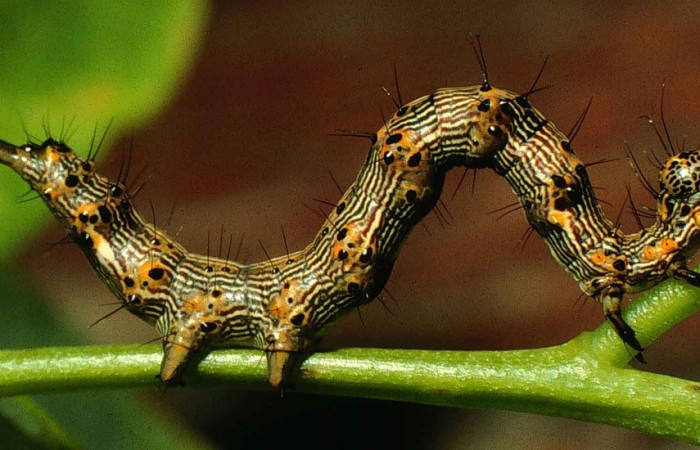 Fig. 10. <i>Larva Macaria abydata</i> (Geometridae), vista lateral. Se notan los colores y pelitos que posee. Voucher: 98-SRNP-6837-DHJ46308.jpg