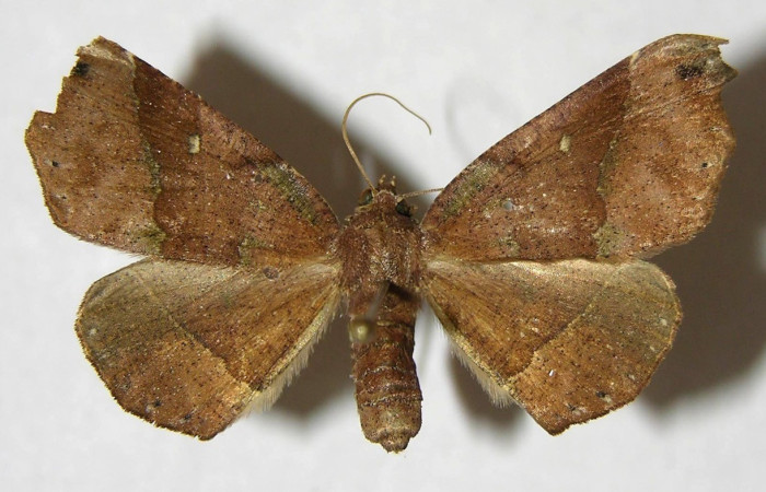  Adulto en posición dorsal de <i>Pero protea</i> (Geometridae). Sector Pitilla, Sendero Laguna. Voucher 06-SRNP-31627-DHJ356586.