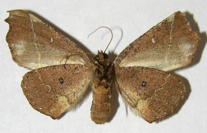  Adulto en posición ventral de <i>Pero protea</i> (Geometridae). Sector Pitilla, Sendero Laguna. Voucher 06-SRNP-31627-DHJ356587.
