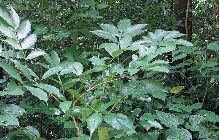  <i>Swartzia nicaraguensis</i> ( Fabaceae) de <i>Pero protea</i> (Geometridae). Sector San Cristóbal, Quebrada Garcia. Foto, Elda Araya, 5 Agosto 2024.
