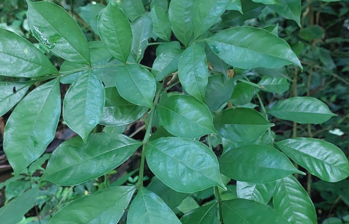  <i>Swartzia nicaraguensis</i> ( Fabaceae) de <i>Pero protea</i> (Geometridae). Sector San Cristóbal, Quebrada Garcia. Foto, Elda Araya, 5	Agosto 2024.
