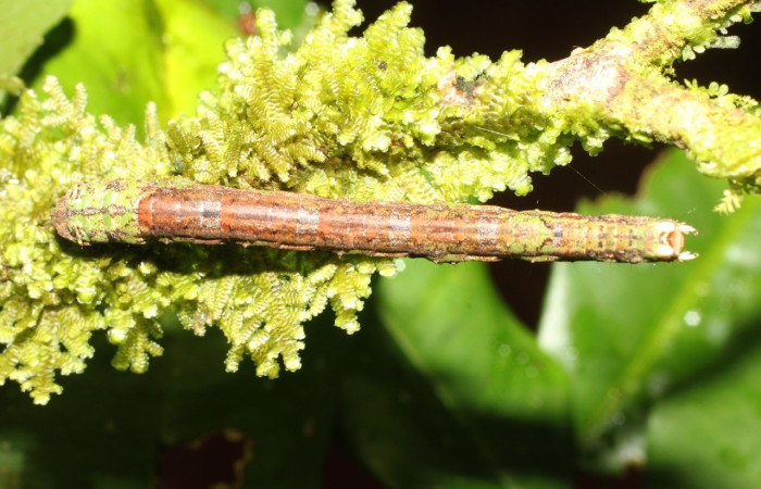  Larva en posición dorsal de <i>Pero protea</i> (Geometridae), U estadio. Sector San Cristóbal, Puente Palma. Voucher 17-SRNP-1910-DHJ704712.jpg.