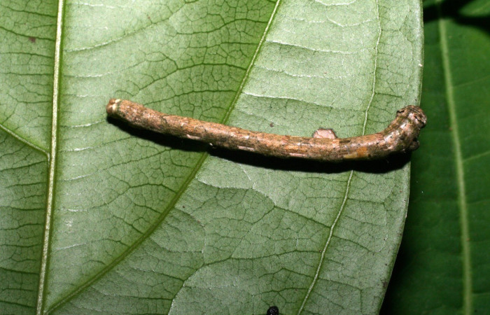  Larva en posición dorsal de <i>Pero protea</i> (Geometridae), U estadio. Sector Pitilla, Sendero Laguna. Voucher 06-SRNP-31627-DHJ412701.jpg.