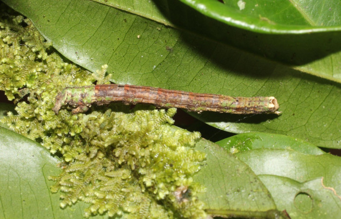  Larva en posición lateral de <i>Pero protea</i> (Geometridae), U estadio. Sector San Cristóbal, Puente Palma. Voucher 17-SRNP-1910-DHJ704714.jpg.