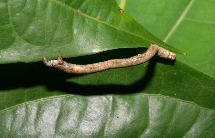  Larva en posición dorsal de <i>Pero protea</i> (Geometridae), U estadio. Sector Pitilla, Sendero Laguna. Voucher 06-SRNP-31627-DHJ412703.jpg.