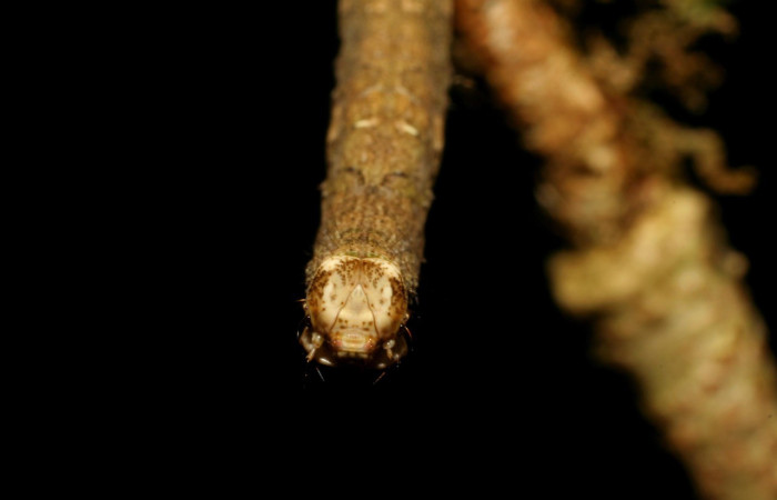  Cola en posición dorsal de <i>Pero protea</i> (Geometridae), U estadio. Sector Pitilla, Sendero Laguna. Voucher 06-SRNP-31627-DHJ412694.jpg.