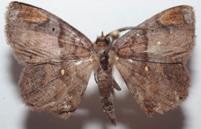 Fig. 2 larva <i>Thysanopyga casperia</i> (Geometridae), vista lateral mide 34mm. Meteorologico, Sector Del Oro, 590m. 21-SRNP-31039-DHJ734457.