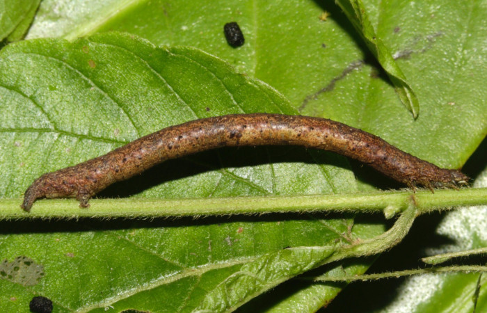 Fig. 3 larva <i>Thysanopyga casperia</i> (Geometridae), vista lateral mide 28mm. Pasmompa, Sector Pitilla, 440m. 22-SRNP-30773-DHJ788432.jpg