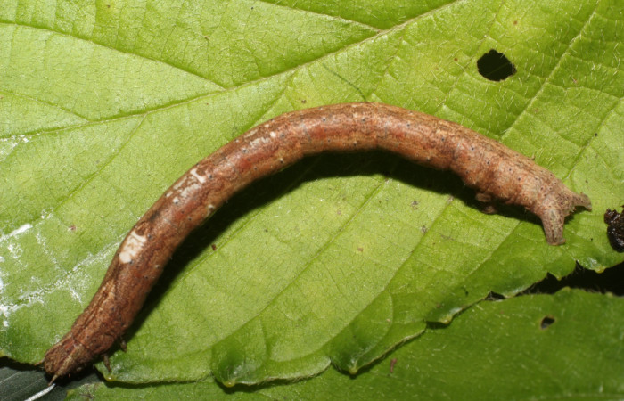 Fig. 5 larva <i>Thysanopyga amarantha</i> (Geometridae), mide 45mm. Quebrada Tibio Perla, Sector Mundo Nuevo, 330m. 22-SRNP-57448-DHJ713280.