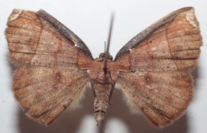 Fig. 7 larva <i>Thysanopyga amarantha</i> (Geometridae), vista lateral mide 36mm. Casa Roberto, Sector Del Pitilla mide 520m. 21-SRNP-31531-DHJ734044.