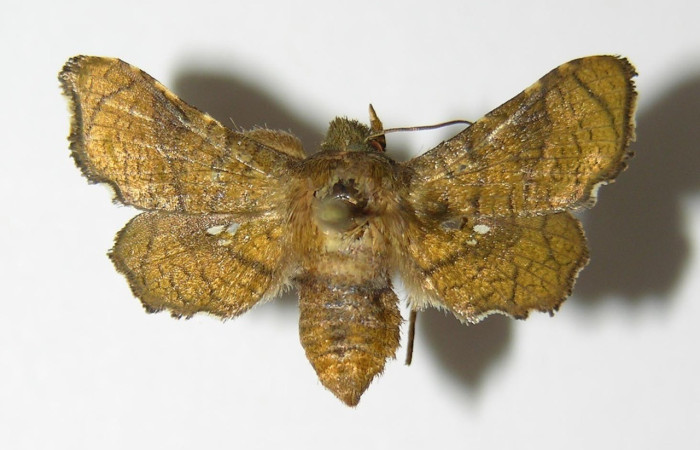 Figura 16. Adulto de <i>Dysodia sica</i> (Thyrididae), vista dorsal. Voucher 04-SRNP-14064-DHJ337650.jpg.