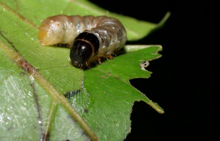 Figura 1. <i>Dysodia</i> Janzen12 (Thyrididae), último estadio, posición frontal, Estación Pitilla. Voucher 05-SRNP-34562-DHJ424340.jpg.
