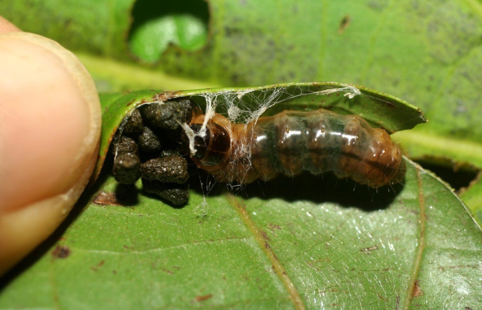Figura 7. <i>Dysodia</i> Janzen12 (Thyrididae), último estadio, posición dorsal, Estación Pitilla. Voucher. 07-SRNP-32663-DHJ426909.jpg.