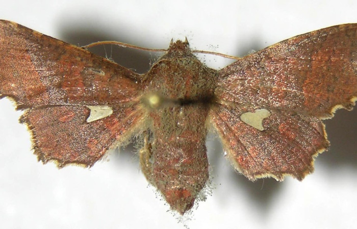 Figura 11. Adulto de <i>Dysodia</i> Janzen12 (Thyrididae), Vista dorsal. Voucher 07-SRNP-65038-DHJ383016.jpg.