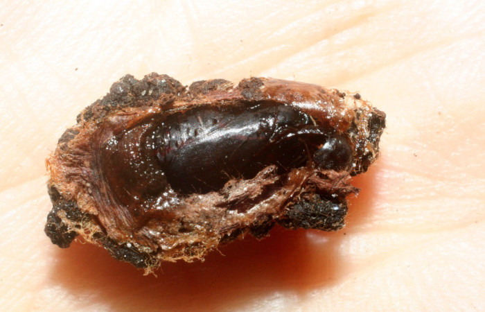 Figura 9. Pupa de <i>Dysodia</i> Janzen12 (Thyrididae). Voucher 09-SRNP-1410-DHJ453705.jpg.