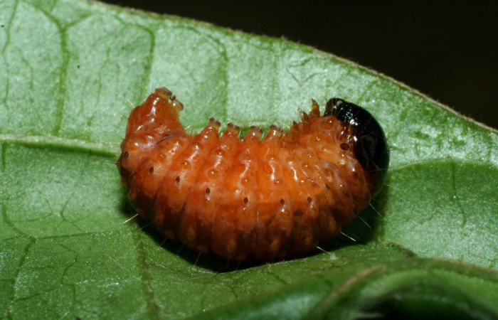 Figura 8. Prepupa de <i>Dysodia</i> Janzen12 (Thyrididae). Voucher 09-SRNP-42131-DHJ464793.jpg.