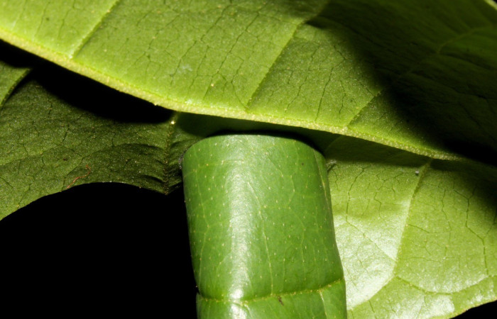 Figura 4. Casita  de <i>Dysodia</i> Janzen12 (Thyrididae). Voucher 13-SRNP-30411-DHJ700588.jpg.