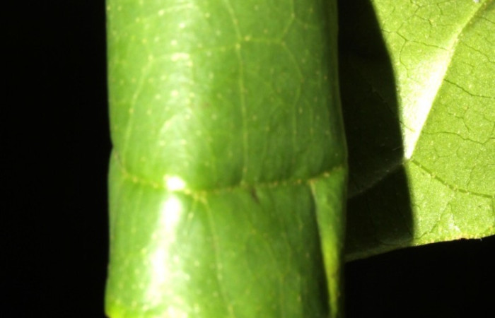 Figura 3. Casita  de <i>Dysodia</i> Janzen12 (Thyrididae). Voucher 13-SRNP-30411-DHJ700591.jpg.