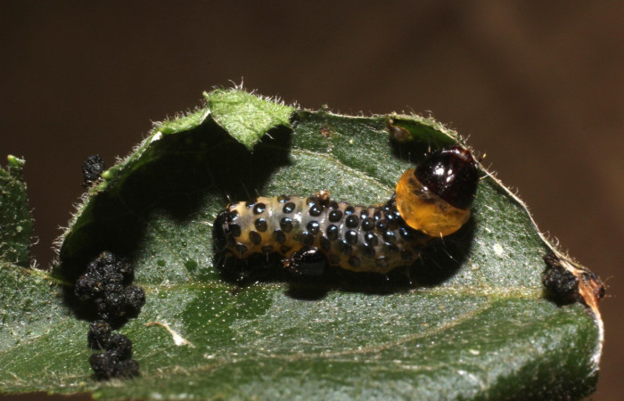 Figura 13. <i>Dysodia immargo</i> (Thyrididae), último estadio, posición dorsal, Estación Pitilla. Voucher 14-SRNP-31866-DHJ802838.jpg.