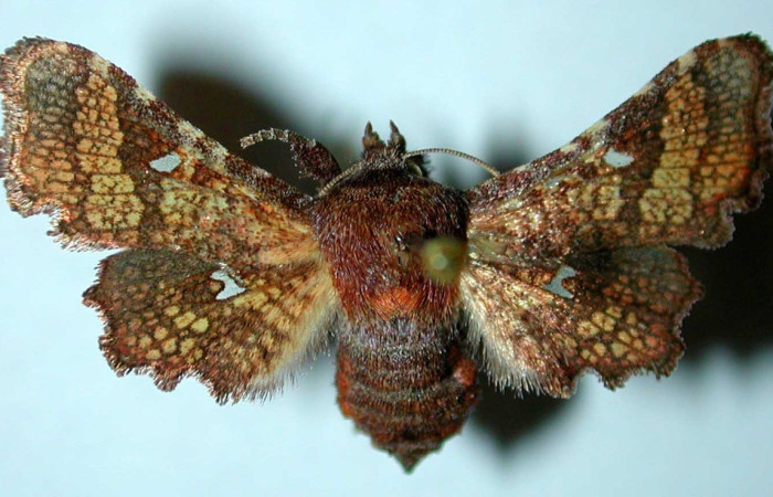 Figura 14. Adulto de <i>Dysodia immargo</i> (Thyrididae), vista dorsal. Voucher 80-SRNP-279-DHJ38898.jpg.