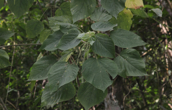 Fig.02. Vista de hojas de <i>Acalypha macrostachya</i> (Euphorbiaceae). Camino a Estación Pitilla, margen de camino en bosque Pasmompa. Fotagrafia Calixto Moraga, Pasmompa 09 Abril 2024.