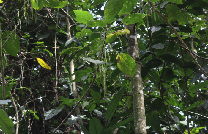 Fig.03. Vista lateral de rama de <i>Acalypha macrostachya</i> (Euphorbiaceae). Camino a Estación Pitilla, margen de camino en bosque Pasmompa. Fotagrafia Calixto Moraga, Pasmompa 09 Abril 2024.