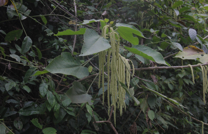 Fig.04. Vista lateral de rama y sus flores, <i>Acalypha macrostachya</i> (Euphorbiaceae). Camino a Estación Pitilla, margen de camino en bosque Pasmompa. Fotagrafia Calixto Moraga, Pasmompa 09 Abril 2024.