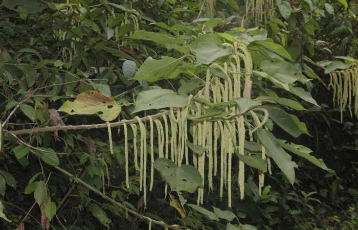 Fig.05. Vista lateral de rama y sus flores, <i>Acalypha macrostachya</i> (Euphorbiaceae). Camino a Estación Pitilla, margen de camino en bosque Pasmompa. Fotagrafia Calixto Moraga, Pasmompa 09 Abril 2024.