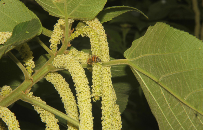 Fig.07. Visitantes en flores de de <i>Acalypha macrostachya</i> (Euphorbiaceae). Camino a Estación Pitilla, margen de camino en bosque Pasmompa. Fotagrafia Calixto Moraga, Pasmompa 09 Abril 2024.