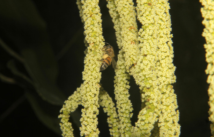 Fig.08. Visitantes en flores de de <i>Acalypha macrostachya</i> (Euphorbiaceae). Camino a Estación Pitilla, margen de camino en bosque Pasmompa. Fotagrafia Calixto Moraga, Pasmompa 09 Abril 2024.