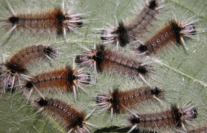 Fig.10. Larvas de Arctiinae, <i>Halysidota orientalis</i> (Erebidae) en penúltimo estadío alimentándose de <i>Acalypha macrostachya</i> (Euphorbiaceae). Voucher: 03-SRNP-28686-DHJ401278.jpg.