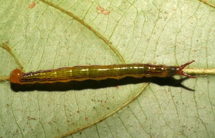 Fig.11. Larva de Boletobiinae, <i>Cecharismena flaviceps</i> (Erebidae) en penúltimo estadío alimentándose de <i>Acalypha macrostachya</i> (Euphorbiaceae). Voucher: 05-SRNP-33299-DHJ405734.jpg.