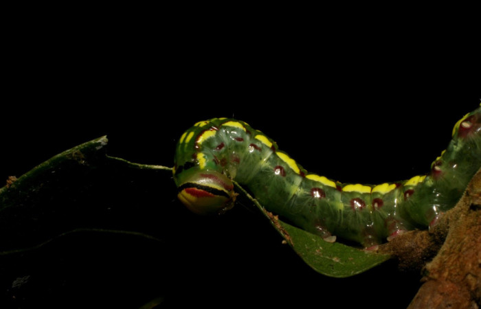 Figura 1. <i>Disphragis danala</i> (Notodontidae). En PU, vista lateral Voucher. 05-SRNP-48721-DHJ408108.