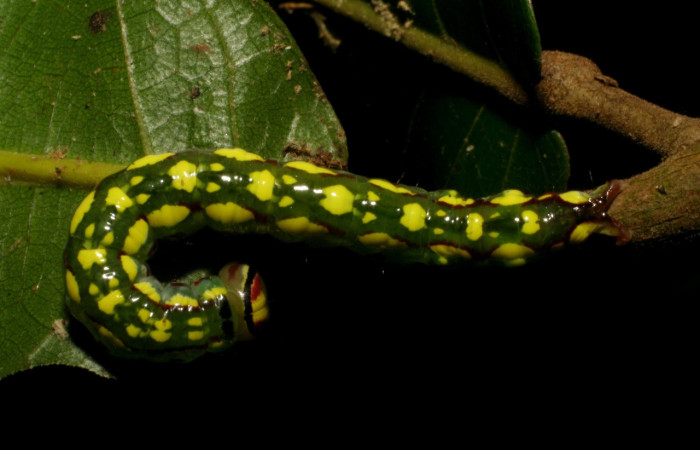 Figura 4. <i>Disphragis danala</i> (Notodontidae). En PU, vista dorsal. Voucher. 05-SRNP-48721-DHJ408110.